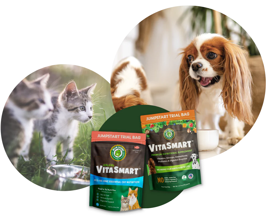 Elevate Your Dog's Daily Vitality